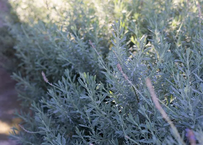 Theros Cottage Garden Sea Breeze Nauplia